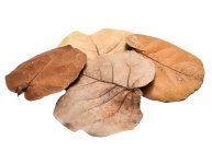 leaf-litter_4na9-ey.jpg
