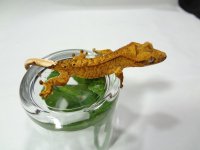 DSC00661.jpg