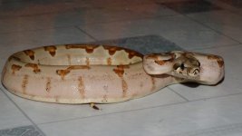 DSCF8588.jpg