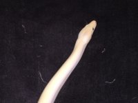 IMG_9253.jpg