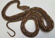 B-030 Motley PHA Female.jpg