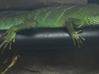 image.jpg