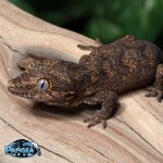 gargoyle-gecko-Dc35T.jpg