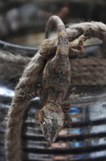 DSC_0379.jpg