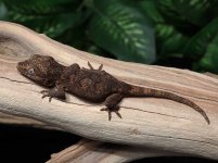 gargoyle-gecko-Dc35b.jpg
