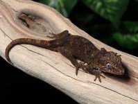 gargoyle-gecko-Dc35c.jpg