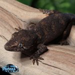 gargoyle-gecko-Dc37T.jpg