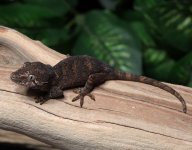 gargoyle-gecko-Dc37b.jpg