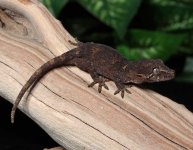 gargoyle-gecko-Dc37c.jpg