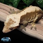 Crested-Gecko-Dc38T.jpg