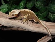 Crested-Gecko-Dc38b.jpg
