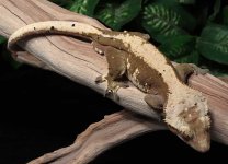 Crested-Gecko-Dc38c.jpg