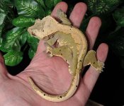 Crested-Gecko-Dc38d.jpg