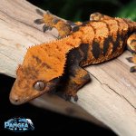 Halloween-Crested-Gecko-Dc41T.jpg