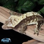 crested-gecko-Dc63T.jpg
