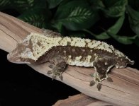 crested-gecko-Dc63b.jpg