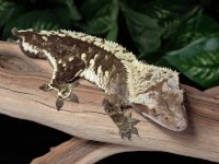 crested-gecko-Dc63c.jpg
