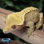 crested-gecko-Dc62t.jpg