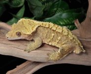 crested-gecko-Dc62b.jpg