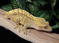 crested-gecko-Dc62c.jpg