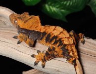 Halloween-Crested-Gecko-Dc41b.jpg