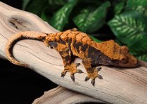 Halloween-Crested-Gecko-Dc41c.jpg