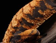 Halloween-Crested-Gecko-Dc41cd.jpg