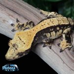 Crested-Gecko-Dc22T.jpg