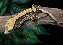 Crested-Gecko-Dc22b.jpg