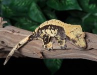 Crested-Gecko-Dc22c.jpg