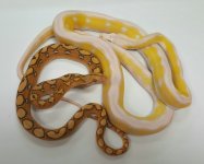 Breeding Package #6.jpg