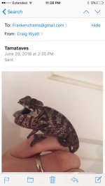 Chams.jpg