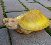 IMG_20161021_162321.jpg