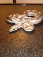 IMG_20161218_064808.jpg