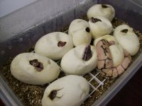 Hatching (3).jpg