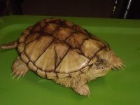 turtle 4.jpg