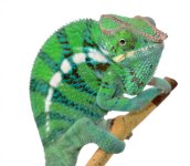 CH Ambanja Male - Canvas Chameleons - (3) Small.jpg CH Ambanja Male - Canvas Chameleons - (3) Small.jpg