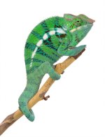 CH Ambanja Male - Canvas Chameleons - (4) Small.jpg CH Ambanja Male - Canvas Chameleons - (4) Small.jpg