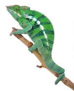CH Ambanja Male - Canvas Chameleons - (5) Small.jpg CH Ambanja Male - Canvas Chameleons - (5) Small.jpg