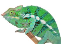 CH Ambanja Male - Canvas Chameleons - (2) Small.jpg CH Ambanja Male - Canvas Chameleons - (2) Small.jpg