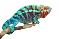 Furcifer Pardalis- Panther Chameleon - Canvas Chameleons - Ambanja - Acid Rain - (3) Small.jpg Furcifer Pardalis- Panther Chameleon - Canvas Chameleons - Ambanja - Acid Rain - (3) Small.jpg