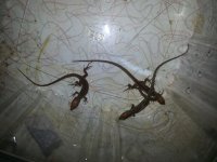 20160822_152456.jpg