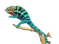 Furcifer Pardalis- Panther Chameleon - Canvas Chameleons - Ambanja - Acid Rain - (1) small.jpg Furcifer Pardalis- Panther Chameleon - Canvas Chameleons - Ambanja - Acid Rain - (1) small.jpg
