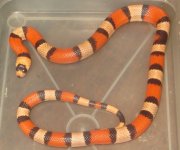 Hypo tricolor Hondo female 56g.jpg
