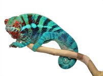 Furcifer Pardalis- Panther Chameleon - Canvas Chameleons - Ambanja - Acid Rain - (2) Small.jpg Furcifer Pardalis- Panther Chameleon - Canvas Chameleons - Ambanja - Acid Rain - (2) Small.jpg