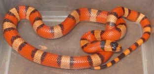 Hypo tricolor Hondo male 60g.jpg