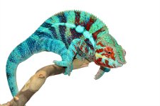 Furcifer Pardalis- Panther Chameleon - Canvas Chameleons - Ambanja - Acid Rain - (4) Small.jpg Furcifer Pardalis- Panther Chameleon - Canvas Chameleons - Ambanja - Acid Rain - (4) Small.jpg