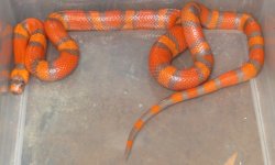 Hypo Hondo male 50g.jpg