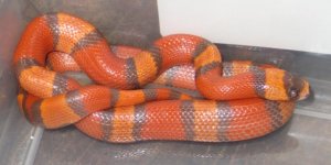 Hypo Hondo female 25g.jpg