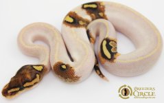 16IvoryParadoxPossPastelEnchiVanillaFlameM16352-60g.jpg